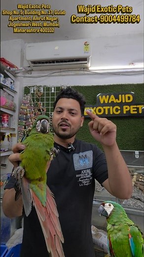 Meet the Rare & Radiate Chestnut Macaw! 🦜✨​ "mini" macaw , #macaw The Chestnut (Severe) Macaw i