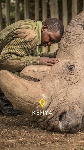 Number of Northern White Rhinos Left in the World