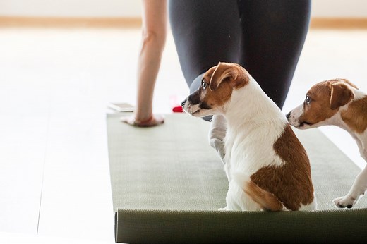 The darker side of puppy yoga explained