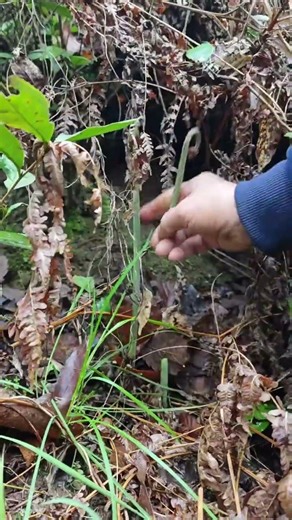 Maximize Your Pre-Farming Season Prep: Fern Moss Guide