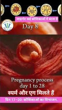 प्रेग्नेंसी प्रोसेस: दिन 1 से 28,| Fertilization Process Explained | Human Reproduction#shorts