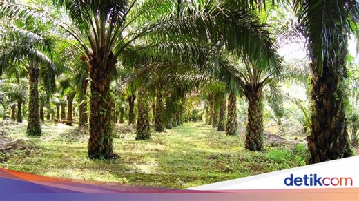 Apakah Kebun Kelapa Sawit Penyebab Banjir? Ini Penjelasannya