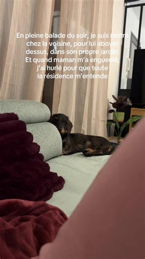 Guilty Teckel: The Bad Dog Chronicles