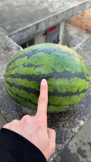 Science, Technology & Engineering on Instagram: "This video showcases a satisfying destruction experiment with watermelons and water balloons. A person pushes a watermelon off the top of a two-story building, watching it explode on impact in a visually mesmerizing way. After the initial watermelon drops, the experiment continues with water balloons, adding bursts of colorful, liquid-filled action. It's a simple yet captivating demonstration of physics and destruction-perfect for viewers who enjo