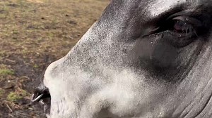 And what’s Bruce up to right now? ￼ | Brucey Brahman