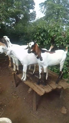 Smart Goat Housing Setup — Low Cost, High Results! #shorts