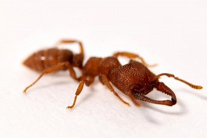 The Dracula ant snaps its jaw shut 5,000 times faster than you can blink