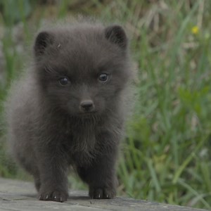 2.9M views · 661 reactions | This Arctic fox has become the proud dad to six tiny cubs! 力 | BBC Scotland | Facebook