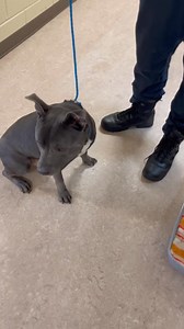 4.5K views · 350 reactions | This is Charity (A024221)! She’s a 2 y/o Pit Bull who’s people friendly and dog friendly. She was first found on N. Main ST & is currently located at our Adoption Center in Ellenwood. | Clayton County Animal Control | Facebook