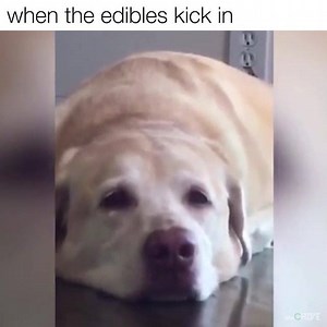 wait for it... SO CUTE 😂 | theCHIVE