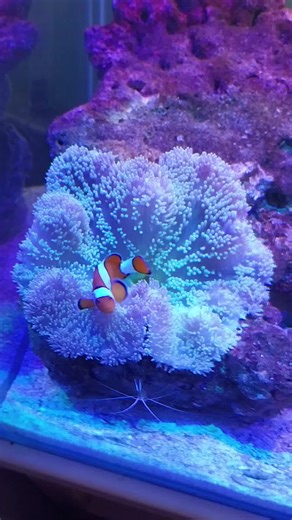 Makan Anemon: Tips dan Trik Merawat Anemon Karpet Merah di Aquarium Laut