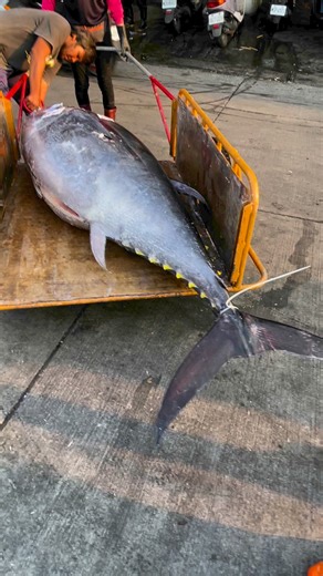 8.1K views · 65 reactions | How to measure the length of a giant bluefin tuna fish #tuna | Food Adventure | Facebook