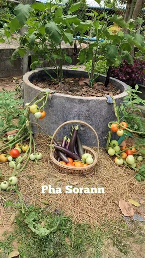 Using one pot, you can grow two types of plants: tomatoes and long beans, with the tomato plant