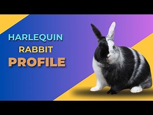 Harlequin Rabbit 🐇| The Colorful Jester of the Rabbit World 🎭 | Breed Profile, Patterns & Care Guide