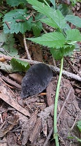 2.7K views · 188 reactions | Keeper Wendi found an adorable shrew...