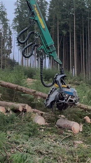 Insane Machine Turns massiv Logs Into Toothpicks in Seconds 😳🌲