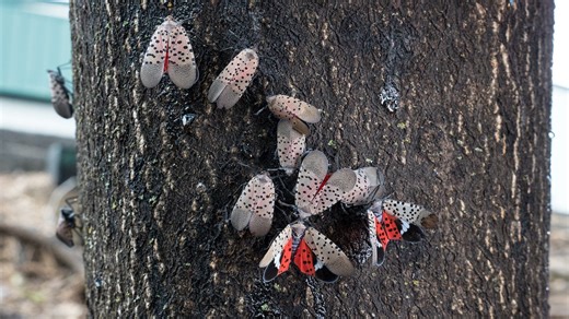 In Pa., spotted lanternflies’ knack for hitchhiking is proving crucial to their staying power