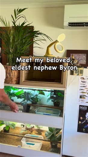 Dr. Kaye Cleave on Instagram: "🥰 Congratulations to Byron @manning5943 for his brilliantly resourced and illustrated book. And to Flynn, the English Springer Spaniel, for his relaxed Instagram appearance! (Unlike Flynn, I’m not a big fan of reptiles, as you can see from the video. But getting up close and personal with Cleo, I was surprised to discover what a sweet and gentle creature she is.) 👏 Australian Forest Dragons is now available on Amazon. Whether you’re a new reptile keeper or experi