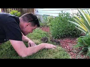 Man Gets Baby Bunnies to Come out of Bushes - 1045151-1