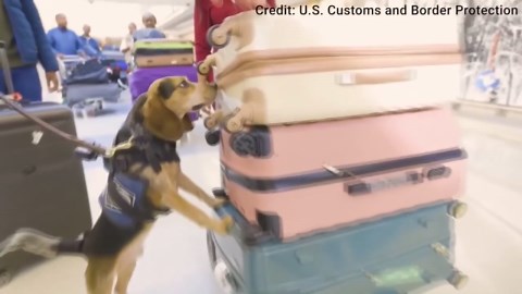 Sniffing out threats: Freddy of the CBP Beagle Brigade on duty at Dulles airport
