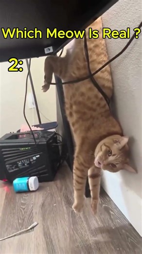 Which Meow Is real ???!!🐱