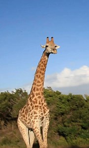 349K views · 174 reactions | A very angry giraffe charges at a group of tourists in South Africa  | truly | Facebook