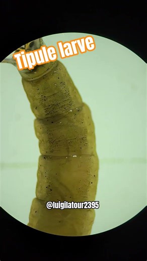 observation d'une larve de tipule au stereo microscope #entomology #microscope #science #insects