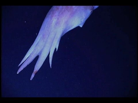 Rare Pelagic Octopus, Hawaii