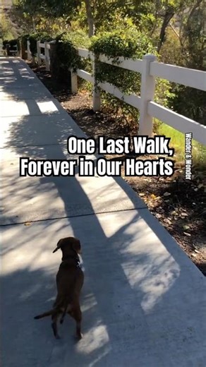 Our Beloved Mini Dachshund's Last Walk Before the Rainbow Bridge 🌈 #DachshundLove #RainbowBridge