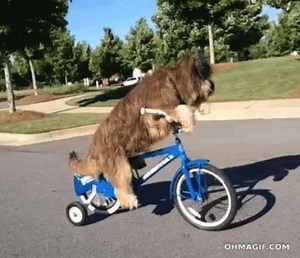 cute like a boss GIF 😂😂😂 | Funny GIFs