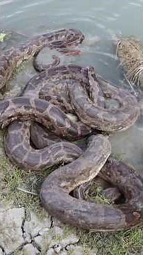 5 Python Snakes released in nature. #wildliferescue #rescueefforts #guddumauryasarpmitra
