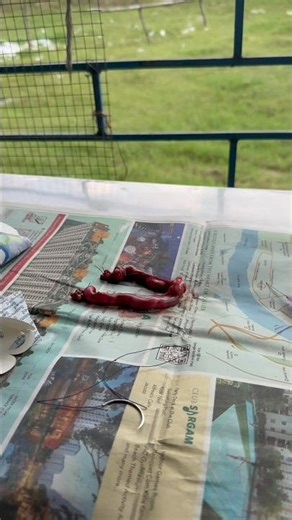 Nanu’s Neuter Surgery (Part 2) 🐱 |Recovery & Care Tips | Habibpur Animal Hospital#viralvideo #cute