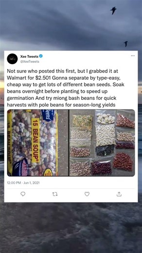 Old Garden Trick Creates Seeds for the Whole Season 🌱