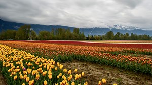 Tulips, Flowers, Bloom. Free Stock Video