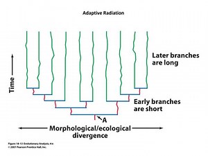 Adaptive Radiation - SlideServe