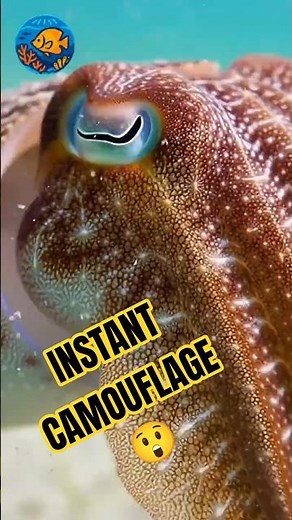 Common Cuttlefish – Ocean’s Master of Disguise 🦑 | Ocean Life Cam #Shorts