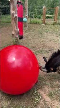 Frank gets a newRed Ball #feralfrank #crownfoxhabitat #comedy #comedyshorts