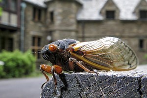 Scientists studied how cicadas pee. Their insights could shed light on fluid dynamics