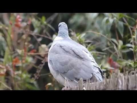 Panasonic Lumix DMC-FZ200 Test Video HD