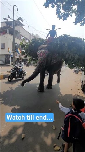 Gajraj #gajaraj #nice #elephantvideo #hathi #hathimeresathi #ganeshji #animal #video #topsearches