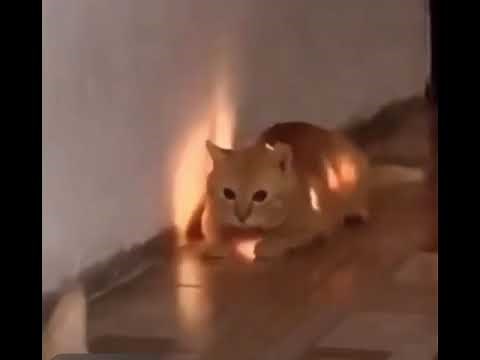 The cat ate the christmas lights