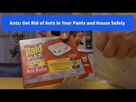 Ants: Get Rid of Ants in Your Pants and House Safely Using Raid Ant Bait Traps