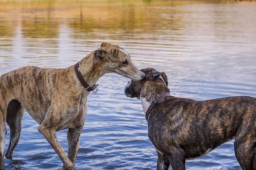 14 Adorable Brindle Dog Breeds You Need to Know
