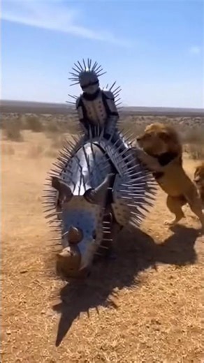 Armored Survival on the Savanna: Man on Rhino vs Lions
