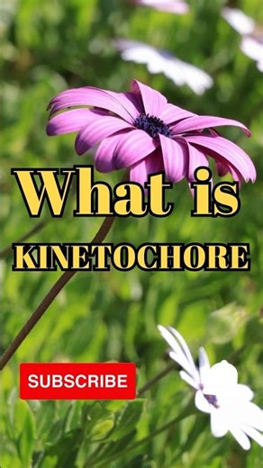 What is kinetochore #shorts #facts #biology