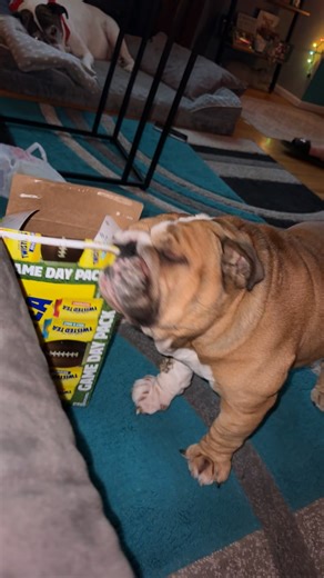 Cardboard boxes FTW! @Twisted Tea #englishbulldog #peterparker #bulldog #englishbulldogsoftiktok #petsoftiktok