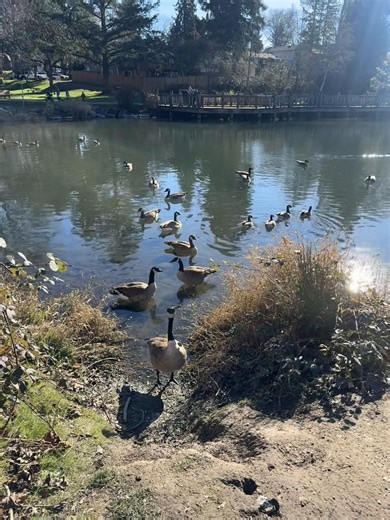 Beautiful 😍 🦢🪶🪿#birds #beauty #wildbird