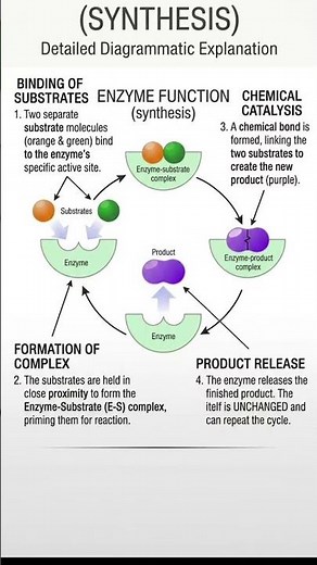 How Enzymes Work: Simple Explanation 🧬