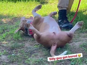 62 reactions | Mr. Apollo had a great first field trip! He heeled...