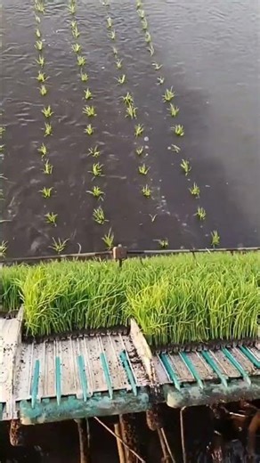 Planting Rice with a Machine 🌾